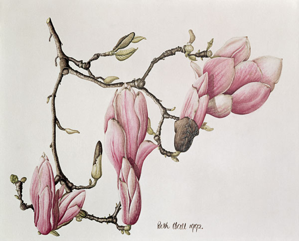 Magnolia X Soulangiana, 1992 (w/c on paper)  de Ruth  Hall