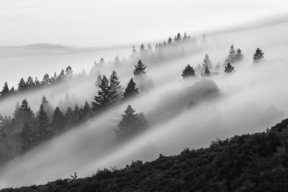 Flowing Fog de Ryan Li