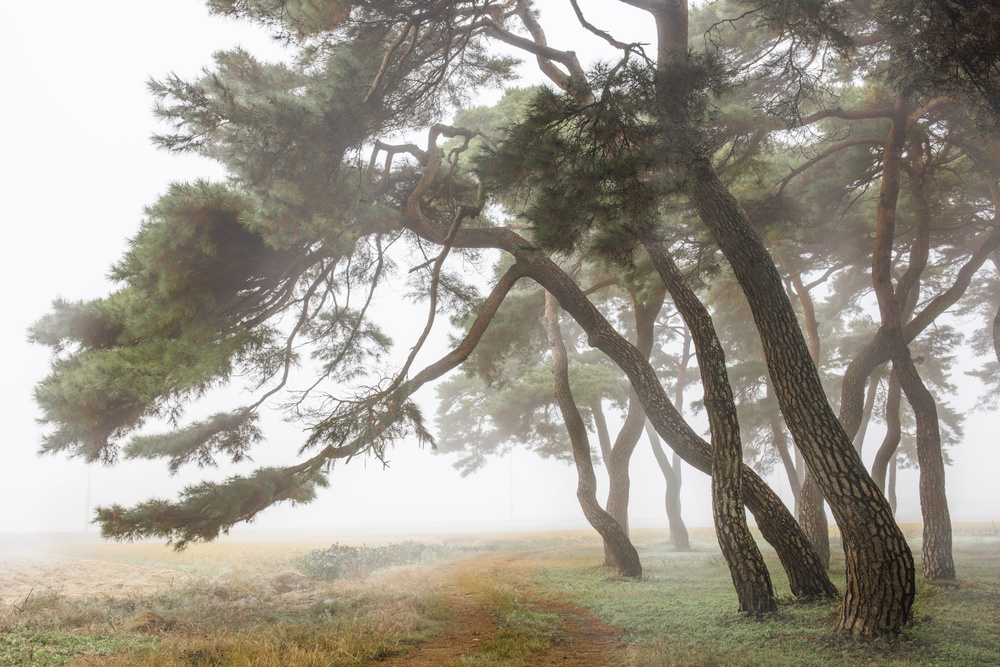 Pine Grove in Fog-2 de Ryu Shin Woo