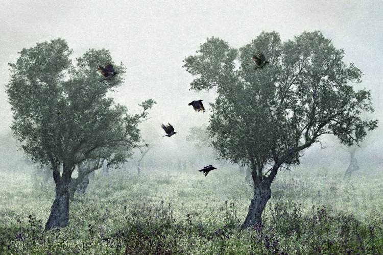 Crows in the mist de S. Amer