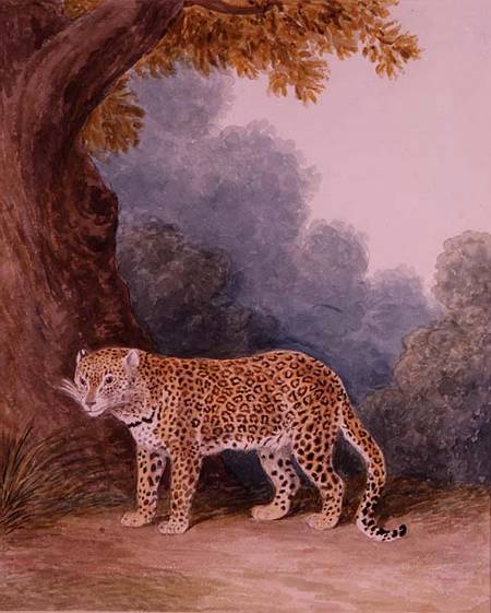 Leopard de Samuel Howitt