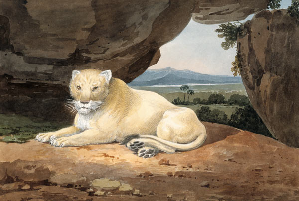 Lioness de Samuel Howitt