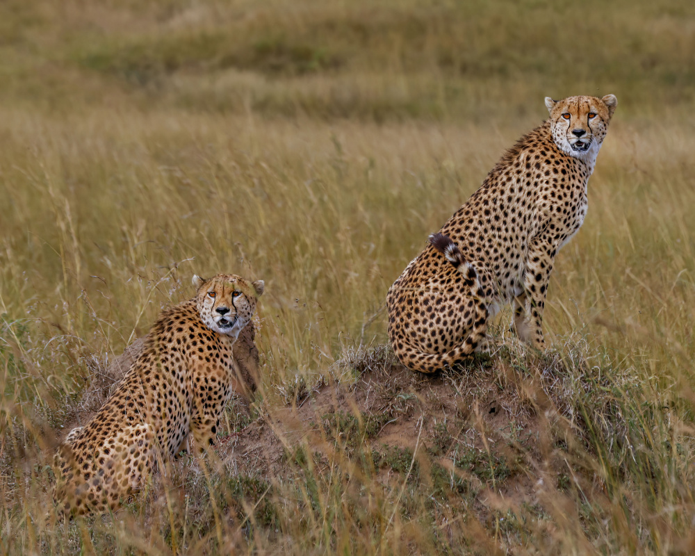 Cheetah Brothers de Sandeep Shroff