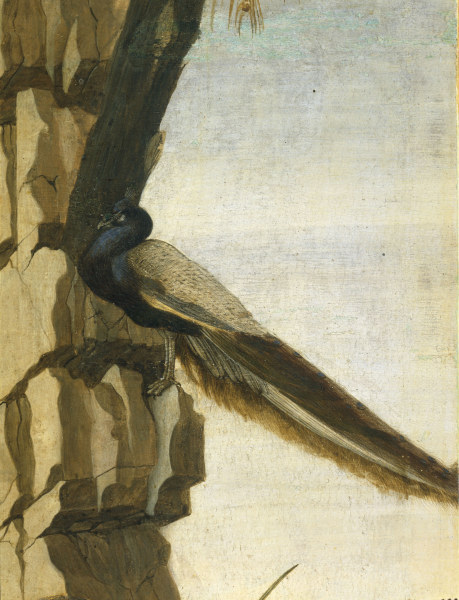 S.Botticelli, Peacock de Sandro Botticelli