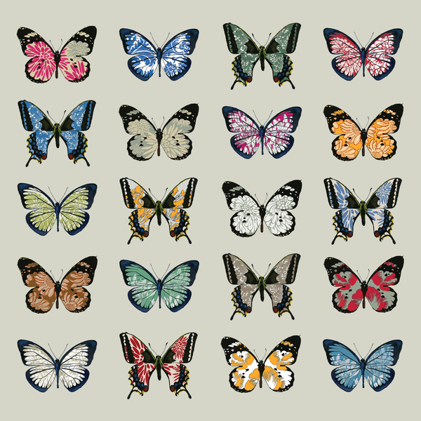 Papillon de Sarah Hough