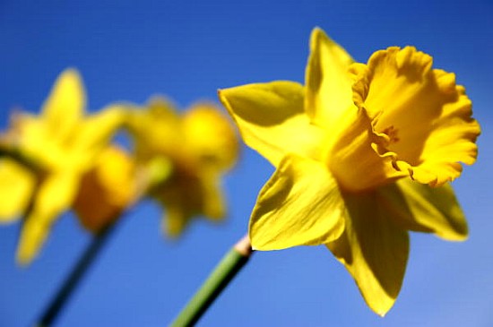 Daffodil Line (colour photo)  de Sarah  O'Toole