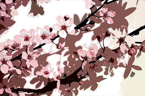 Japanese Blossom (colour photo)  de Sarah  O'Toole