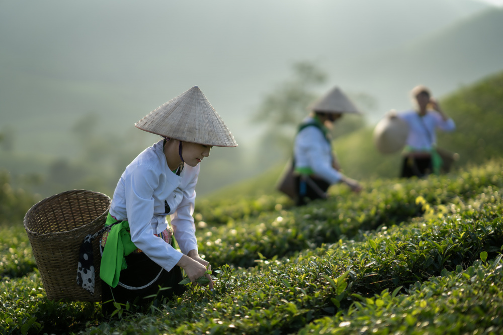 Vietnamese monk picking tea leaves de Sarawut Intarob