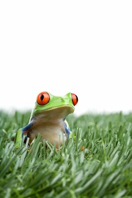 red-eyed tree frog in grass de Sascha Burkard