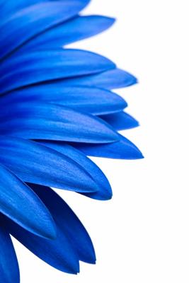 blue daisy isolated on white de Sascha Burkard