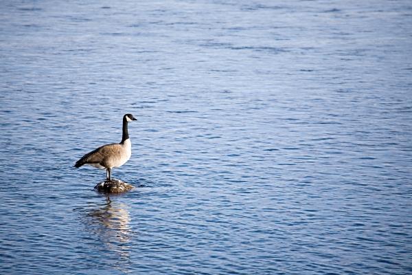 canada goose on river rock de Sascha Burkard