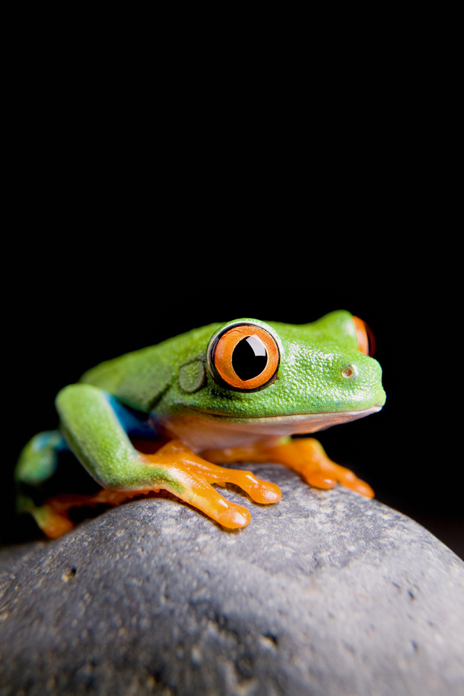 frog on a rock isolated de Sascha Burkard