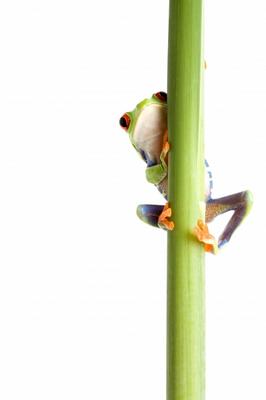 frog behind plant isolated white de Sascha Burkard