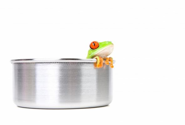 frog on cooking pot de Sascha Burkard