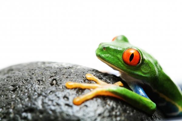 frog on rock de Sascha Burkard