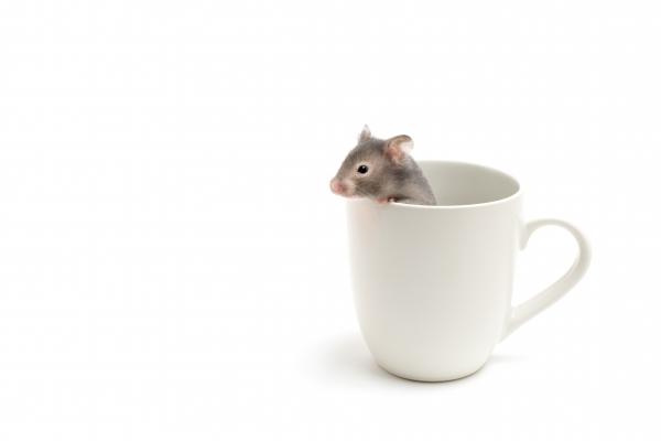 hamster in coffee cup on white de Sascha Burkard