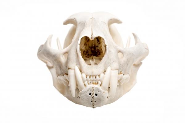 skull of a bobcat isolated de Sascha Burkard