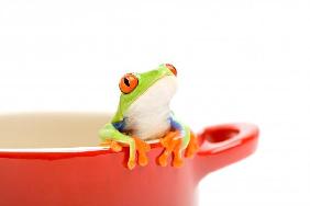 frog looking out of pot