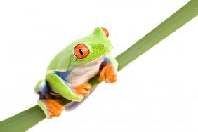 frog on a leaf isolated