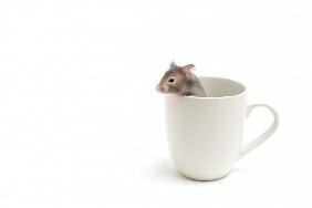 hamster in coffee cup on white
