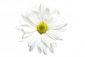 White daisy isolated on white