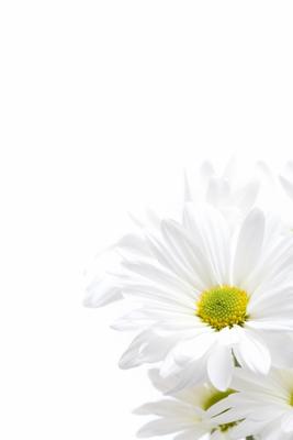 white daisies highkey de Sascha Burkard