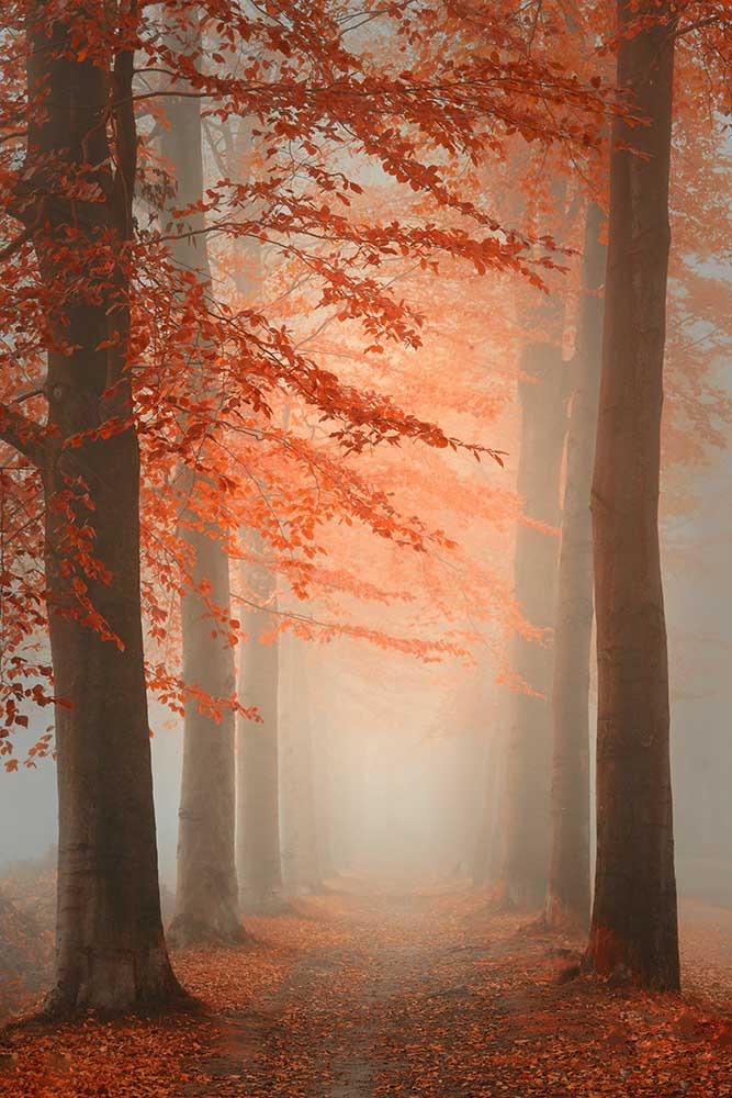 Autumn Dream de Saskia Dingemans