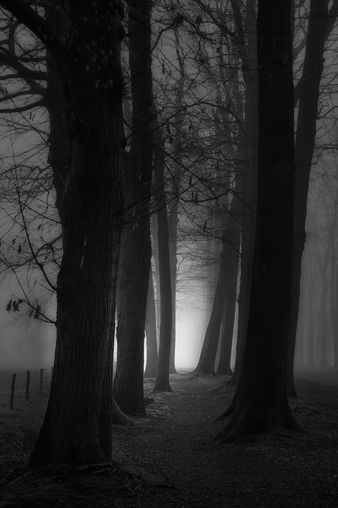 Foggy mystery forest de Saskia Dingemans