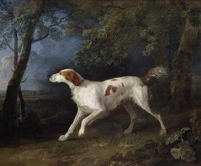 Brown white setter in woodland landscape.