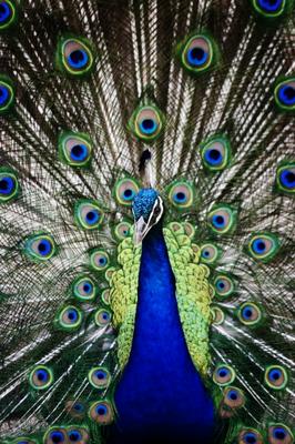 Peacock de Scott Griessel
