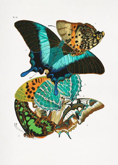 Butterflies 5