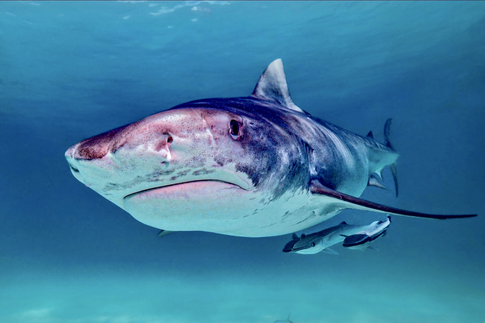 Tiger shark de Serge Melesan