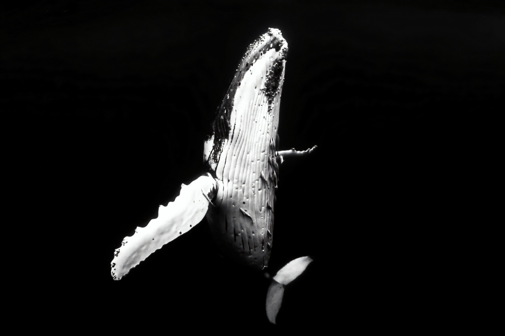 Whale season de Serge Melesan
