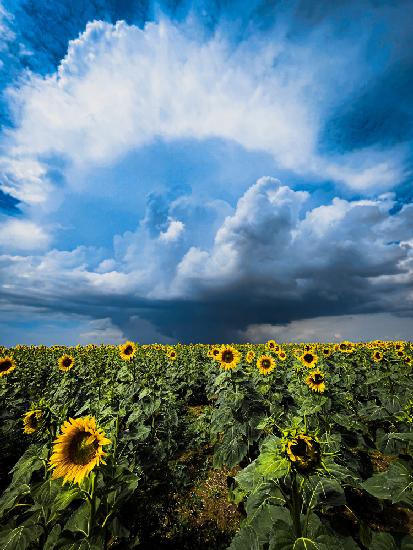 Sunflower storm