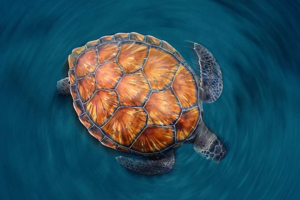 spin turtle de Sergi Garcia