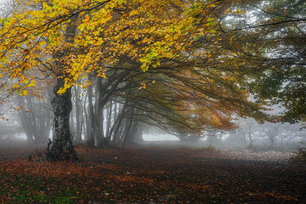 Forest with fog de Sergio Barboni