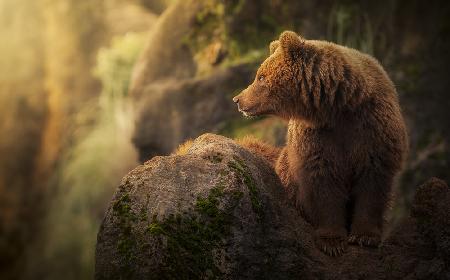 Brown bear during sunset.