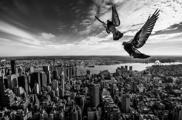 Pigeons on the Empire State Building de SergioSousa