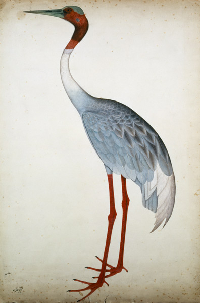 Sarus Crane, painted for Lady Impey at Calcutta de Shaikh Zain ud-Din