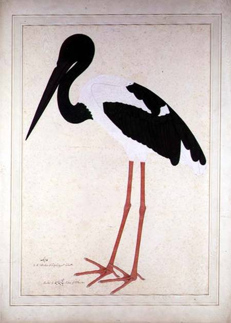 Blacknecked Stork, Xenorhynchus Asiaticus, painted for Lady Impey at Calcutta de Shaikh Zain ud-Din