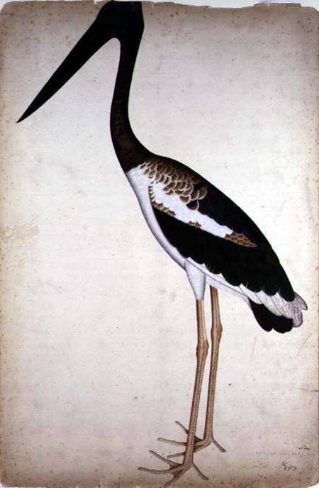 Blacknecked Stork, Xenorhynchus Asiaticus, painted for Lady Impey at Calcutta de Shaikh Zain ud-Din