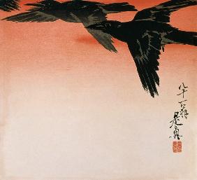 Crows in flight in a red sky