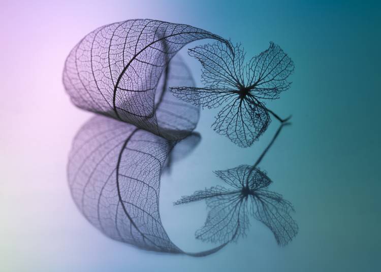 Story of leaf and flower de Shihya Kowatari