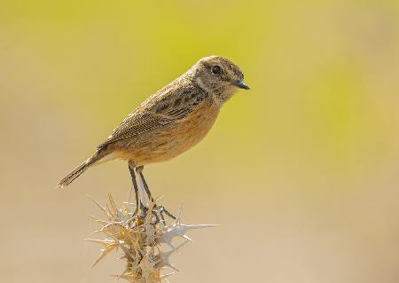 Whinchat