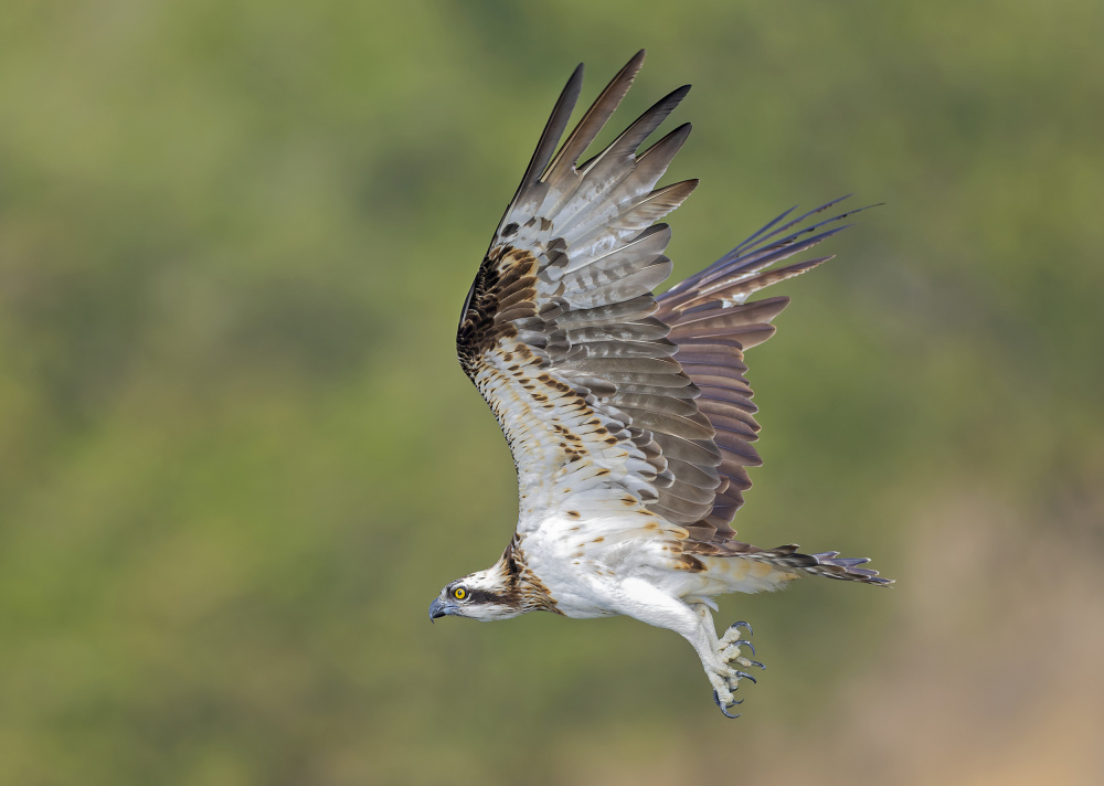 Osprey in hunting de Shlomo Waldmann