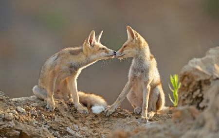 Foxes , Kiss