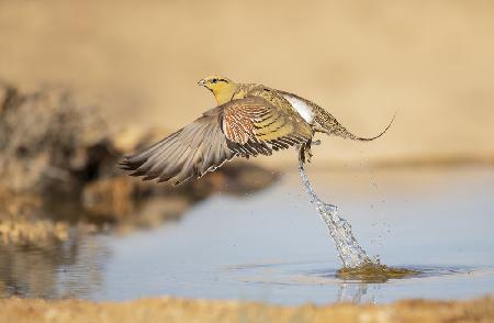 Pin-tailed Sandgrouse in a hurry...