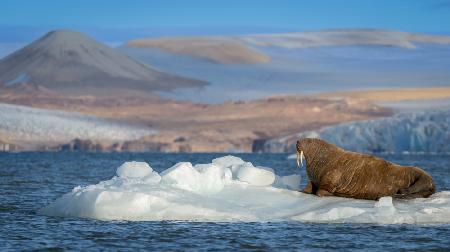 Mr Walrus on drift ice .. Svalbard