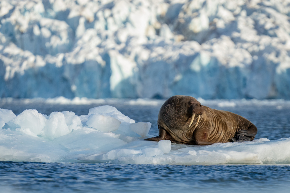 Svalbard .. Mr Walrus on ice throne.. de Shobhit Chawla