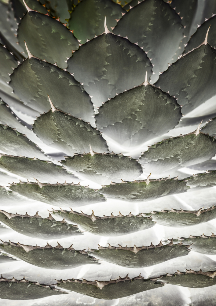 Agave Layers de Shot by Clint